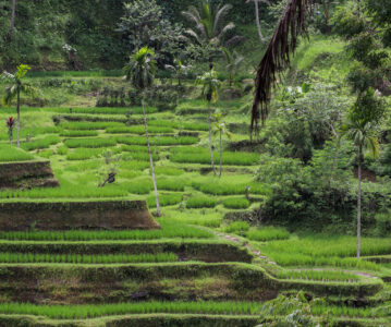 Ubud