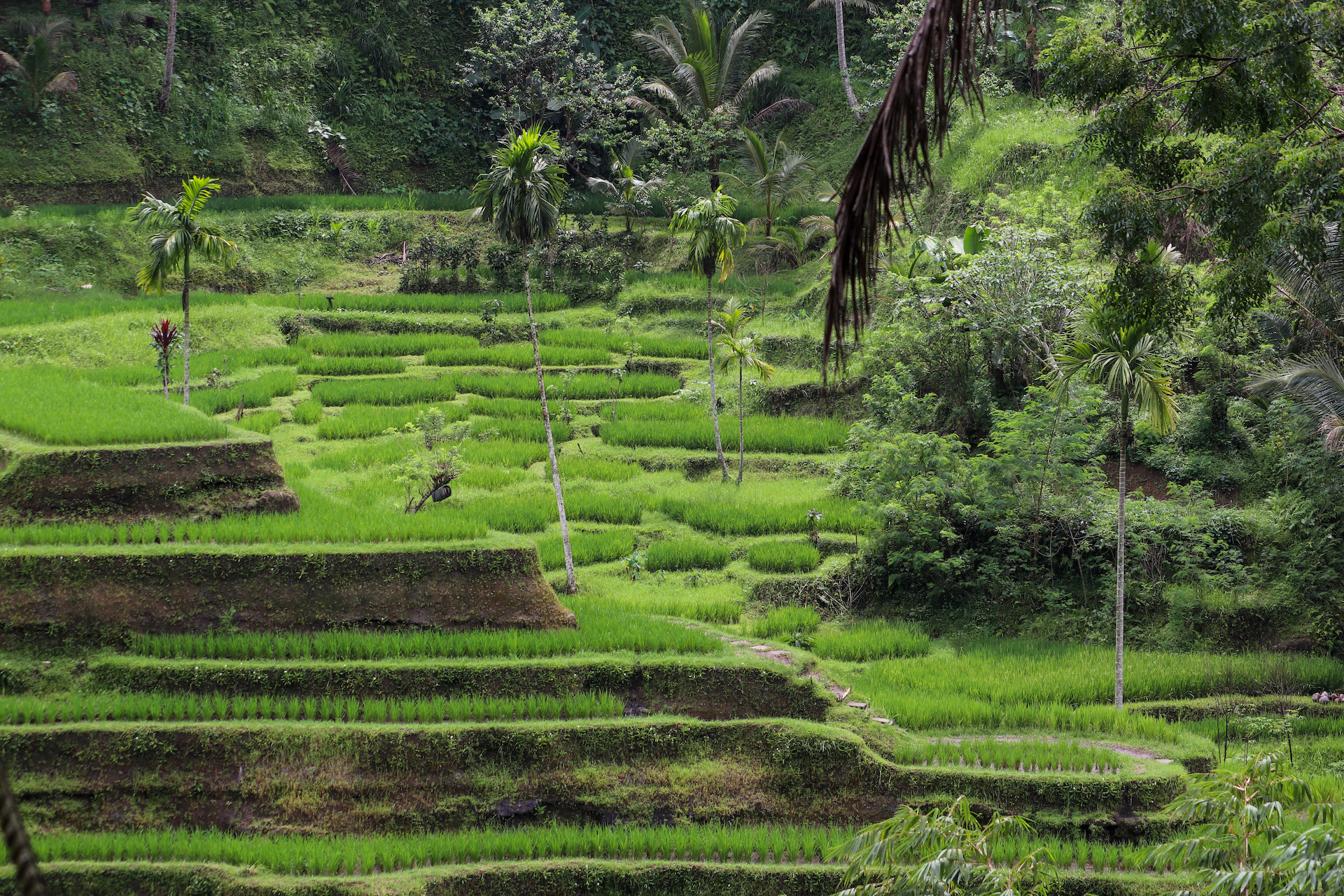 Ubud